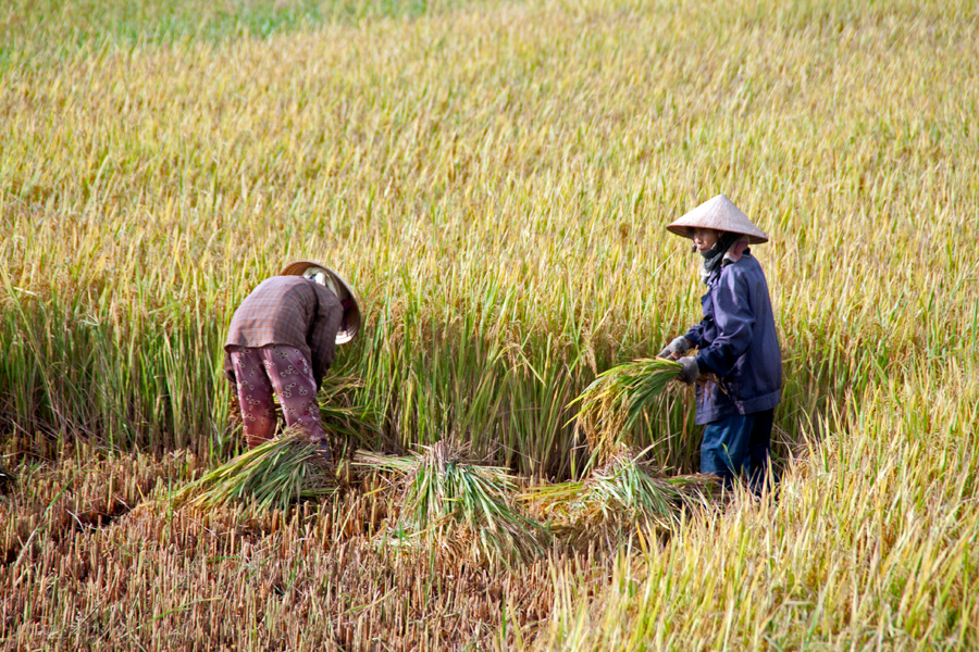 [- Cosechando -] Vĩnh Diện (Vietnam)