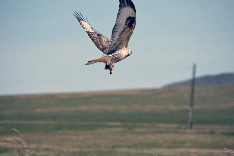 [- Ave Rapaz -] Arvayheer (Mongolia)