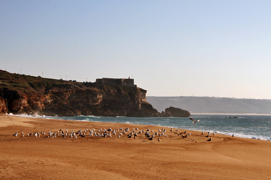 [- As Gaivotas -] Praia do Norte, Nazaré, distrito de Leiria (Portugal)