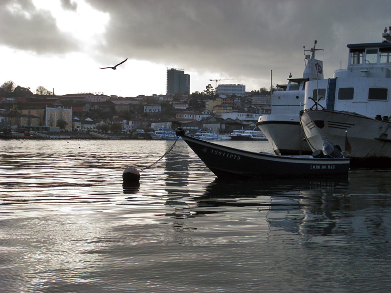 [- Lobo do Mar -] Rio Douro, Cais da Ribeira, Porto (Portugal)