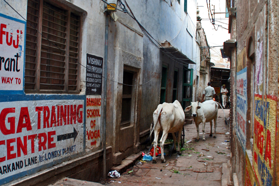 [- गाय -] वाराणसी (भारतीय गणराज्य) - Varanasi (India)