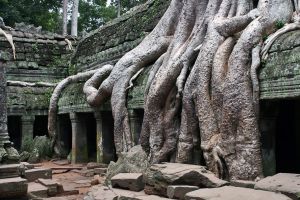 [- Engullido -] Ta Promh, Angkor (Camboya)