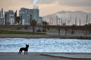 [- Vigilante -] Platja de la Barceloneta, Barcelona (España)