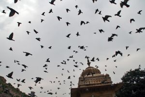 [- कबूतर -] जैपर, राजस्थाण (भारतीय गणराज्य) - Jaipur, Rajastán (India)