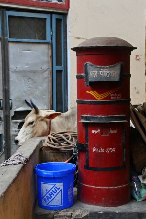 [- Mailbox & Cow -]  वाराणसी (भारतीय गणराज्य) - Sonarpura Road, Varanasi (India)