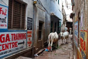 [- गाय -] वाराणसी (भारतीय गणराज्य) - Varanasi (India)